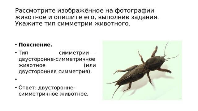 Укажите тип симметрии животного изображенного на рисунке жук