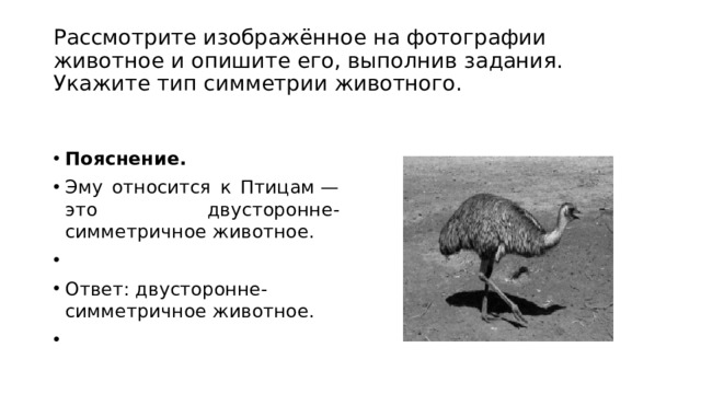 Тип симметрии животного впр. Укажите Тип симметрии животного. Тип симметрии страуса. Тип симметрии животного страус. Укажите Тип симметрии животного страус.