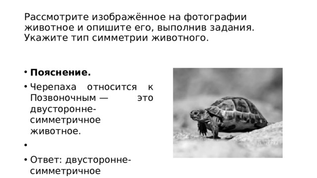 Укажите тип симметрии животного впр 8. Тип симметрии черепахи. Укажите Тип симметрии черепахи. Укажите Тип симметрии животного черепаха. Какой Тип симметрии у черепахи.