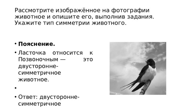 Впр птицы 7 класс. Укажите Тип симметрии и среду обитания животного.. Тип симметрии ласточки и среда обитания. Рассмотри изображение животное и опиши его укажи Тип симметрии. Укажите Тип симметрии животного.