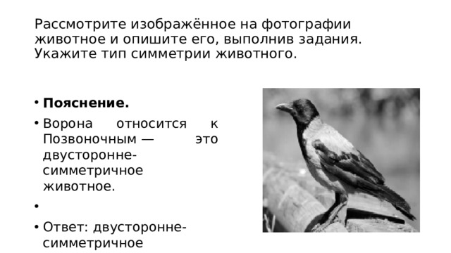 Рассмотрите изображение опишите. Тип симметрии вороны. Ворона Тип симметрии. Укажите Тип симметрии животного ворона. Рассмотри изображение животное и опиши его укажи Тип симметрии.