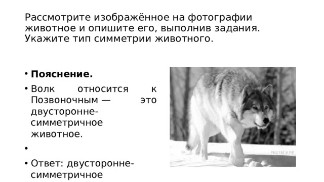 Рассмотри животных. Тип симметрии волка. Тип симметрии животного волка. Укажите Тип симметрии волка. Укажите Тип симметрии животного волк.