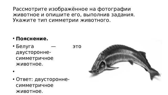 Рассмотрите изображенное на фотографии животное укажите тип симметрии животного