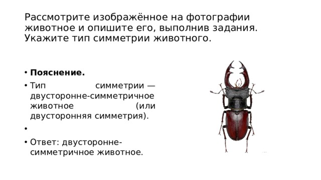 Рассмотрите изображенное на фотографии животное укажите тип симметрии животного