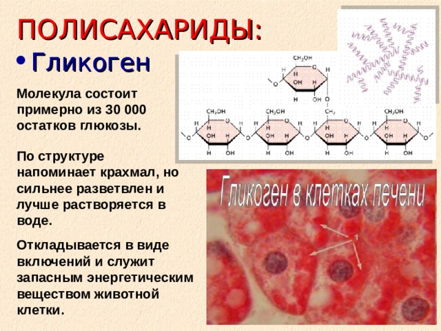 ПОЛИСАХАРИДЫ: Гликоген Молекула состоит примерно из 30 000 остатков глюкозы. По структуре напоминает крахмал, но сильнее разветвлен и лучше растворяется в воде. Откладывается в виде включений и служит запасным энергетическим веществом животной клетки. 