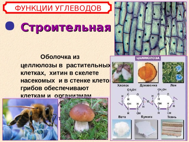 ФУНКЦИИ УГЛЕВОДОВ Строительная   Оболочка из целлюлозы в растительных клетках, хитин в скелете насекомых и в стенке клеток грибов обеспечивают клеткам и организмам прочность, упругость и защиту от большой потери влаги.  