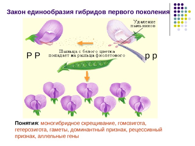 Закон единообразия гибридов первого поколения P P p p Понятия : моногибридное скрещивание, гомозигота, гетерозигота, гаметы, доминантный признак, рецессивный признак, аллельные гены 
