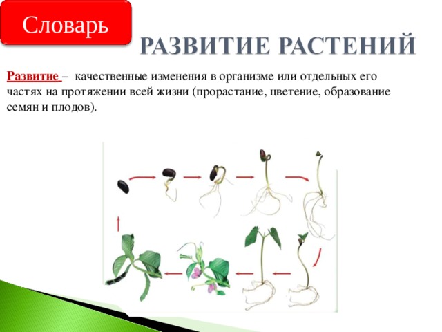 Проект рост и развитие растений 6 класс