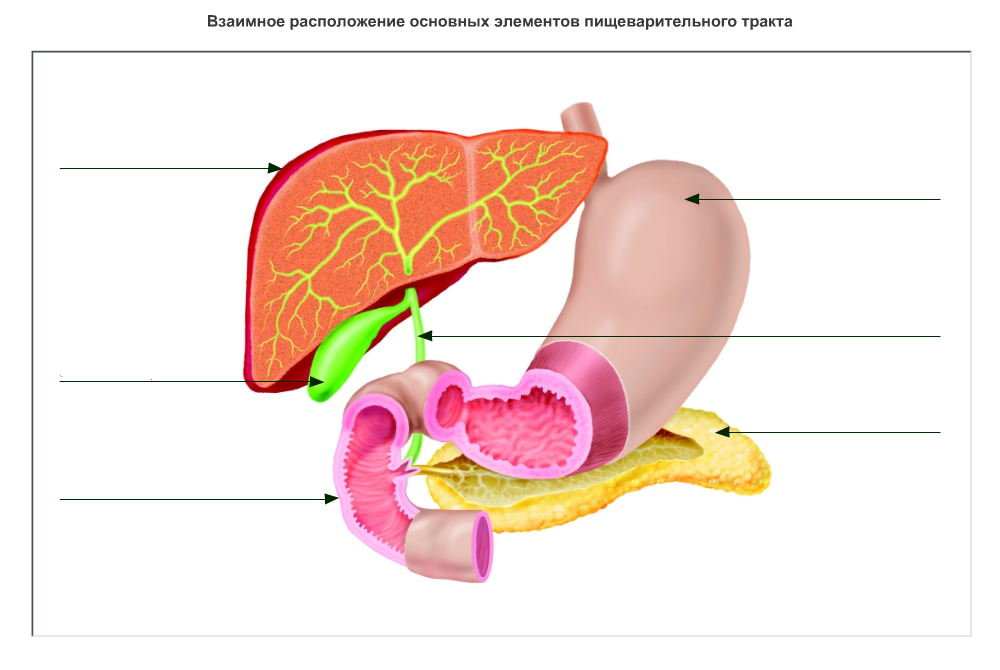 Желудок тест 8 класс