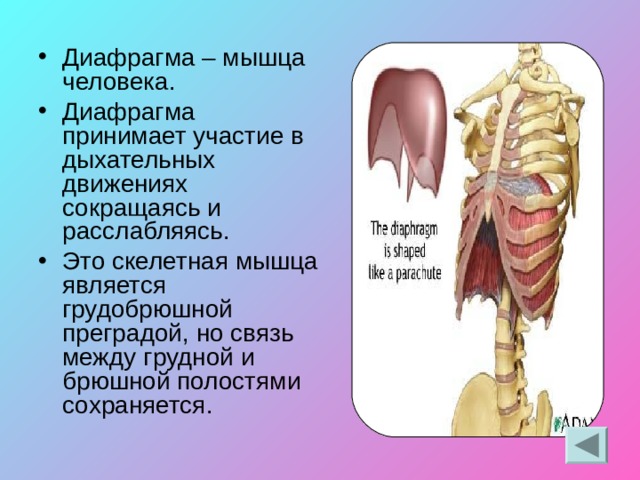 Три диафрагмы у человека. Диафрагма человека. Диафрагмальная мышца. Диафрагма анатомия человека. Строение диафрагмы человека.