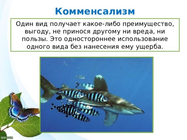 Комменсализм Один вид получает какое-либо преимущество, выгоду, не принося другому ни вреда, ни пользы. Это одностороннее использование одного вида без нанесения ему ущерба. 