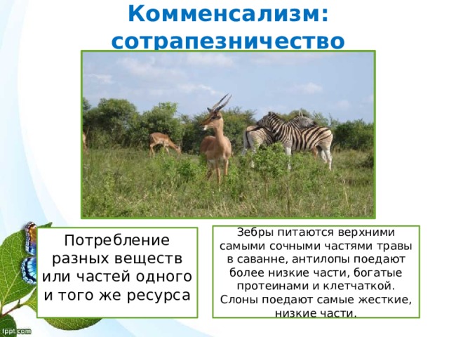 Комменсализм: сотрапезничество Зебры питаются верхними самыми сочными частями травы в саванне, антилопы поедают более низкие части, богатые протеинами и клетчаткой. Слоны поедают самые жесткие, низкие части. Потребление разных веществ или частей одного и того же ресурса 