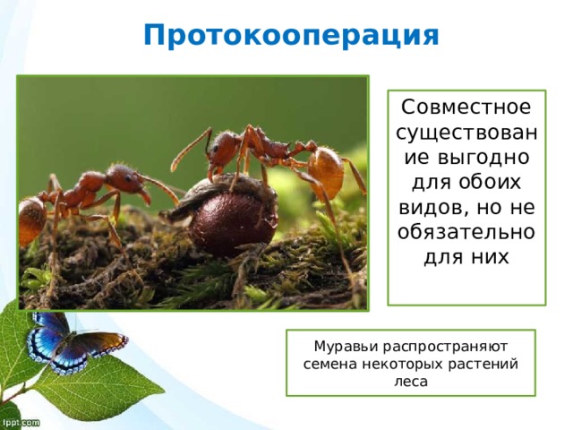 Протокооперация Совместное существование выгодно для обоих видов, но не обязательно для них Муравьи распространяют семена некоторых растений леса 