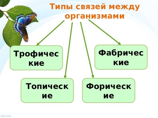 Типы связей между организмами Фабрические Трофические Топические Форические 