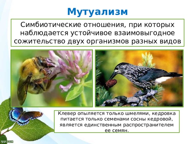 Мутуализм Симбиотические отношения, при которых наблюдается устойчивое взаимовыгодное сожительство двух организмов разных видов Клевер опыляется только шмелями, кедровка питается только семенами сосны кедровой, является единственным распространителем ее семян. 