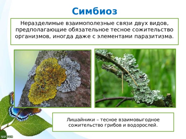 Симбиоз Неразделимые взаимополезные связи двух видов, предполагающие обязательное тесное сожительство организмов, иногда даже с элементами паразитизма. Лишайники – тесное взаимовыгодное сожительство грибов и водорослей. 