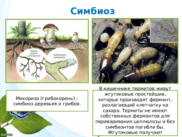 Симбиоз Микориза (грибокорень) – симбиоз деревьев и грибов. В кишечнике термитов живут жгутиковые простейшие, которые производят фермент, разлагающий клетчатку на сахара. Термиты не имеют собственных ферментов для переваривания целлюлозы и без симбионтов погибли бы. Жгутиковые получают благоприятные условия среды. 
