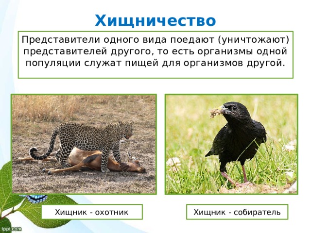 Хищничество Представители одного вида поедают (уничтожают) представителей другого, то есть организмы одной популяции служат пищей для организмов другой. Хищник - охотник Хищник - собиратель 
