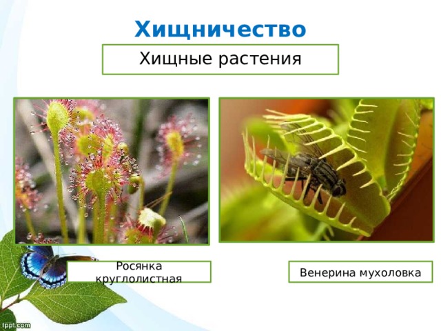 Хищничество Хищные растения Росянка круглолистная Венерина мухоловка 