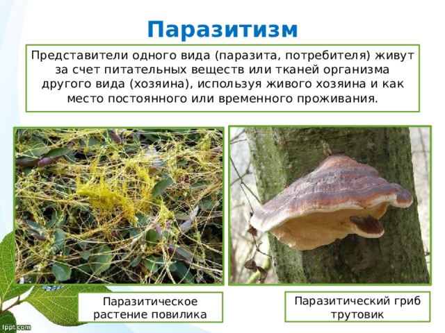 Паразитизм Представители одного вида (паразита, потребителя) живут за счет питательных веществ или тканей организма другого вида (хозяина), используя живого хозяина и как место постоянного или временного проживания. Паразитический гриб трутовик Паразитическое растение повилика 