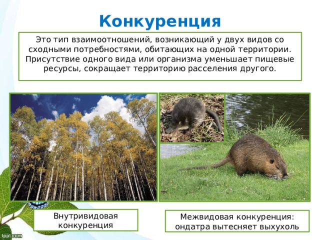 Конкуренция Это тип взаимоотношений, возникающий у двух видов со сходными потребностями, обитающих на одной территории. Присутствие одного вида или организма уменьшает пищевые ресурсы, сокращает территорию расселения другого. Внутривидовая конкуренция Межвидовая конкуренция: ондатра вытесняет выхухоль 