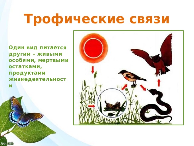 Трофические связи Один вид питается другим – живыми особями, мертвыми остатками, продуктами жизнедеятельности 