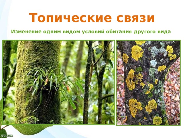 Топические связи Изменение одним видом условий обитания другого вида 
