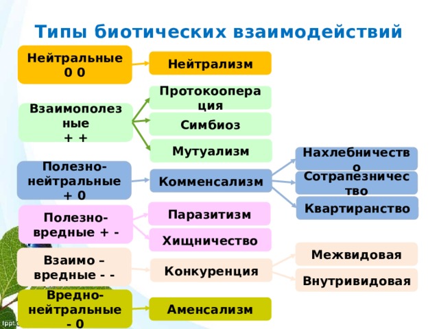 Схема биотических связей