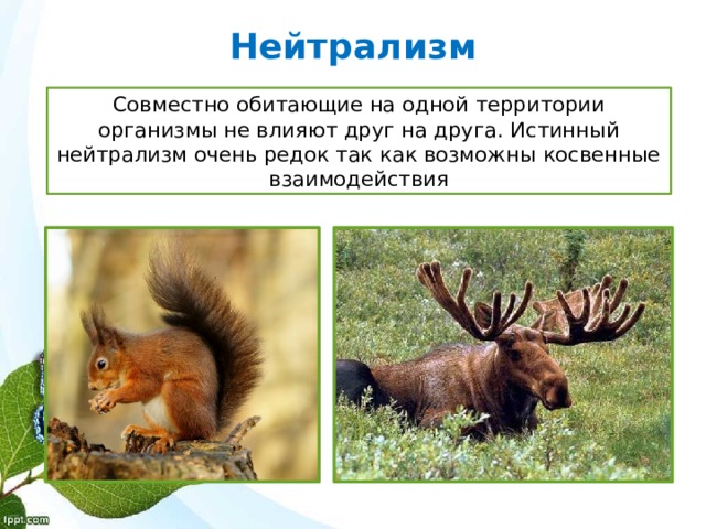 Нейтрализм Совместно обитающие на одной территории организмы не влияют друг на друга. Истинный нейтрализм очень редок так как возможны косвенные взаимодействия 