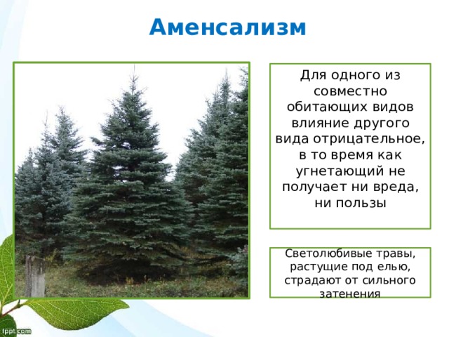 Аменсализм Для одного из совместно обитающих видов влияние другого вида отрицательное, в то время как угнетающий не получает ни вреда, ни пользы Светолюбивые травы, растущие под елью, страдают от сильного затенения 
