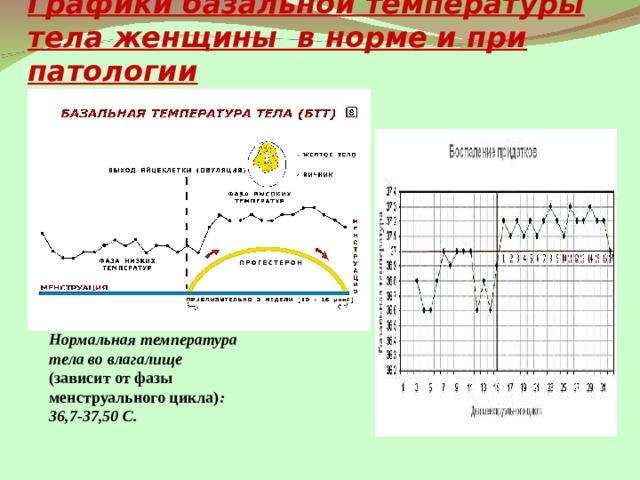 Температура тела здорового человека равна 36 6 такую температуру называют нормальной на рисунке