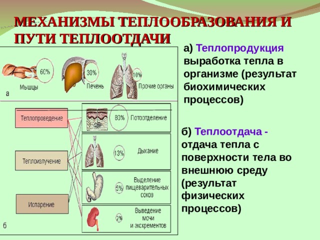 Организмом в результате в организм. Механизмы теплообразования и теплоотдачи. Механизмы теплопродукции и теплоотдачи. Пути теплоотдачи организма. Пути теплообразования и теплоотдачи.