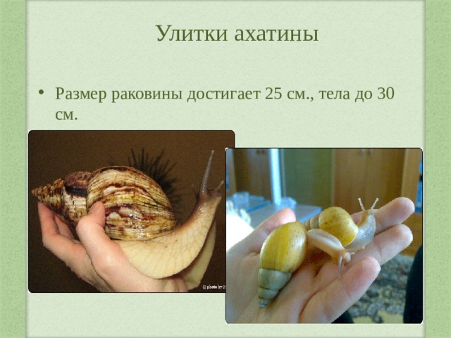 Улитки ахатины Размер раковины достигает 25 см., тела до 30 см. 