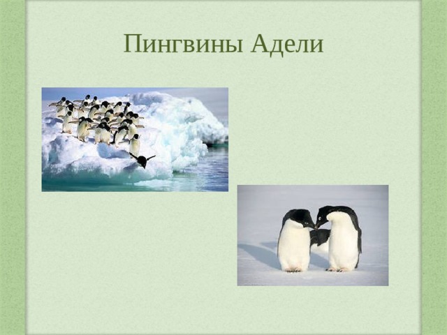 Пингвины Адели 