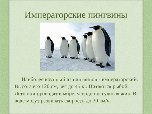 Императорские пингвины Наиболее крупный из пингвинов - императорский. Высота его 120 см, вес до 45 кг. Питаются рыбой. Лето они проводят в море, усердно нагуливая жир. В воде могут развивать скорость до 30 км/ч. 