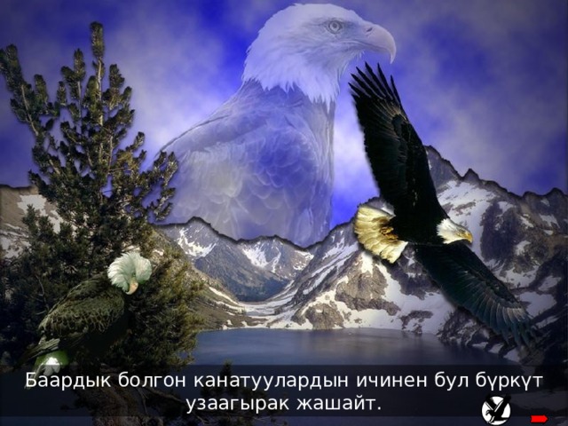 The eagle has the longest life-span of its’ species Баардык болгон канатуулардын ичинен бул бүркүт узаагырак жашайт. 