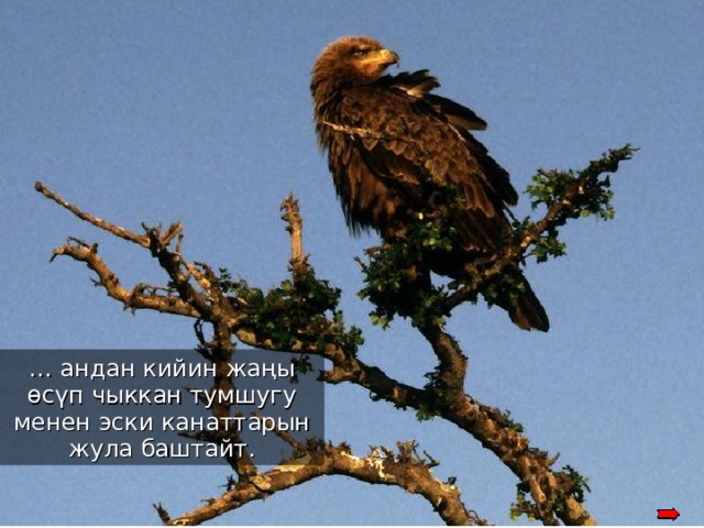 When its’ new talons grow back, the eagle starts plucking its’ old-aged feathers … андан кийин жаңы өсүп чыккан тумшугу менен эски канаттарын жула баштайт . 