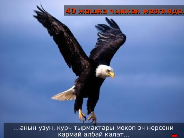 40 жашка чыккан мезгилде… In its’ 40’s Its’ long and flexible talons can no longer grab prey which serve as food … анын узун, курч тырмактары мокоп эч нерсени кармай албай калат… 