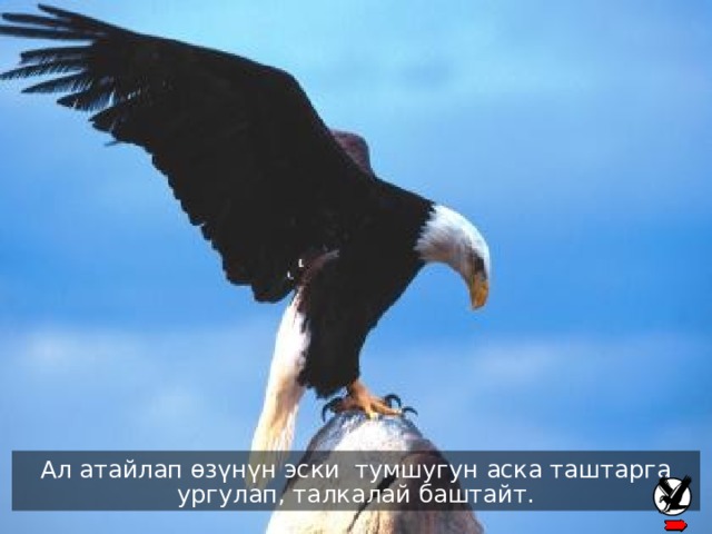 There the eagle knocks its’ beak against a rock until it plucks it out Ал атайлап өзүнүн эски тумшугун аска таштарга ургулап, талкалай баштайт . 