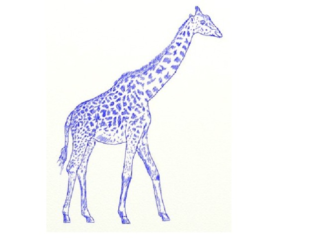 На рисунке изображен жираф. Рисование Жираф. Картинки жирафа для срисовки. Картинки для срисовки Жираф. Жираф рисунок карандашом.