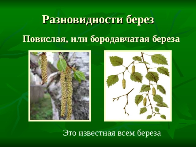 К продуцентам биоценозов относят березу повислую. Береза повислая (бородавчатая). Береза повислая таксономия. Береза повислая систематика.