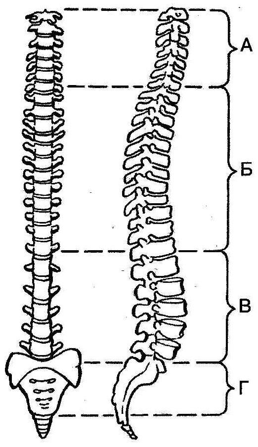 Отделы позвоночника рисунок. Позвоночный столб человека вид сбоку. Позвоночник Позвоночный столб рисунок. Позвоночный столб анатомия рисунок. Позвоночный столб человека без подписей.