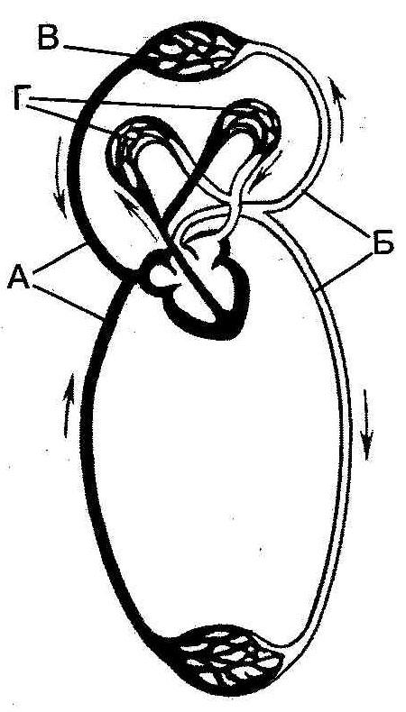Какой буквой на схеме строения большого круга кровообращения отмечены кровеносные сосуды по которым