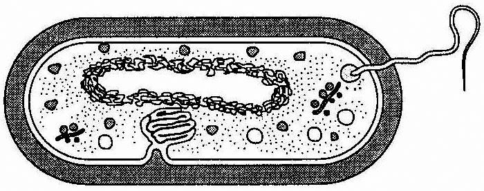 Бактерия рисунок без подписей