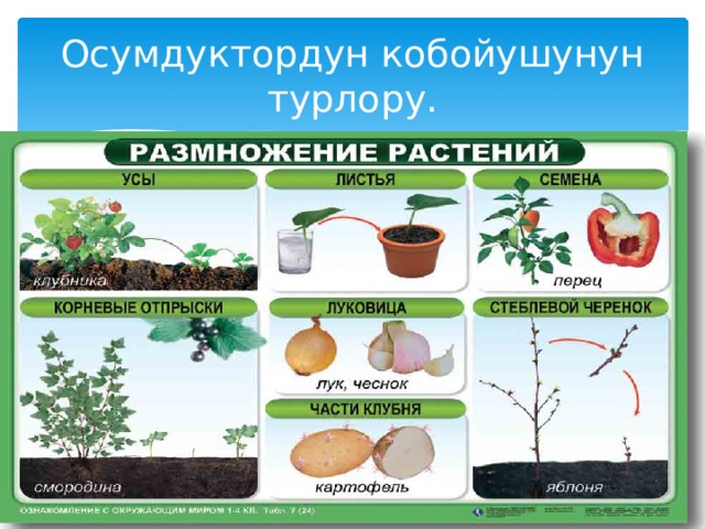 Зикирлердин турлору картинка