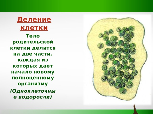 Деление клетки Тело родительской клетки делится на две части, каждая из которых дает начало новому полноценному организму (Одноклеточные водоросли)  