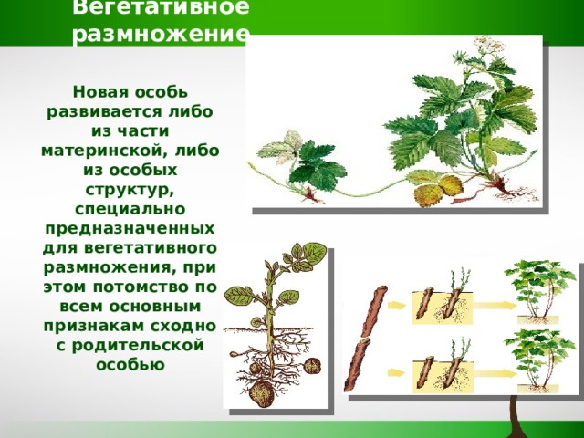 При вегетативном размножении используются. Кластер вегетативное размножение. Вегетативное размножение растений. Вегетативное размножение растений схема. Вегетативное размножение 6 класс.