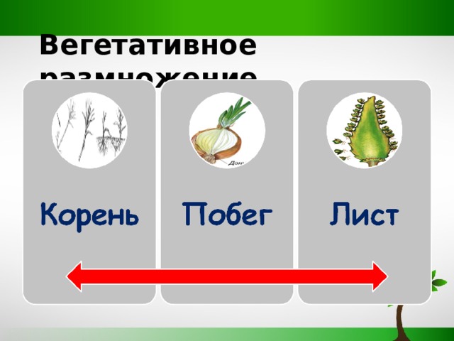 Корнеплод вегетативное размножение. Вегетативное размножение одуванчика. Тест по биологии 6 класс вегетативное размножение. Вегетативное размножение листьями. Вегетативное размножение корнем.