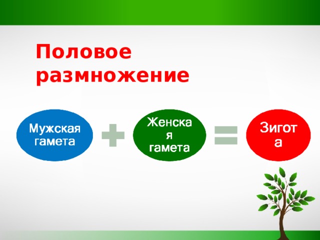 Половое размножение Половое размножение – это развитие новой особи, как правило из зиготы, образующейся от слияния женских и мужских половых клеток (гамет), то есть в результате оплодотворения. Слияние гамет ведет к обогащению наследственного материала потомков и лучшей приспособленности к условиям среды.  