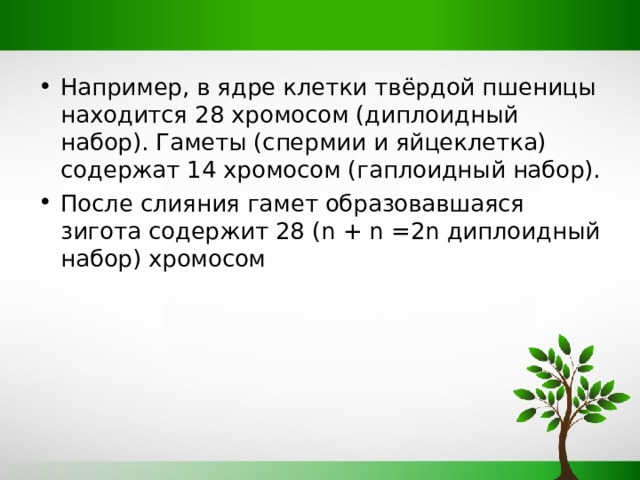 Например, в ядре клетки твёрдой пшеницы находится 28 хромосом (диплоидный набор). Гаметы (спермии и яйцеклетка) содержат 14 хромосом (гаплоидный набор). После слияния гамет образовавшаяся зигота содержит 28 ( n + n =2n диплоидный набор) хромосом 